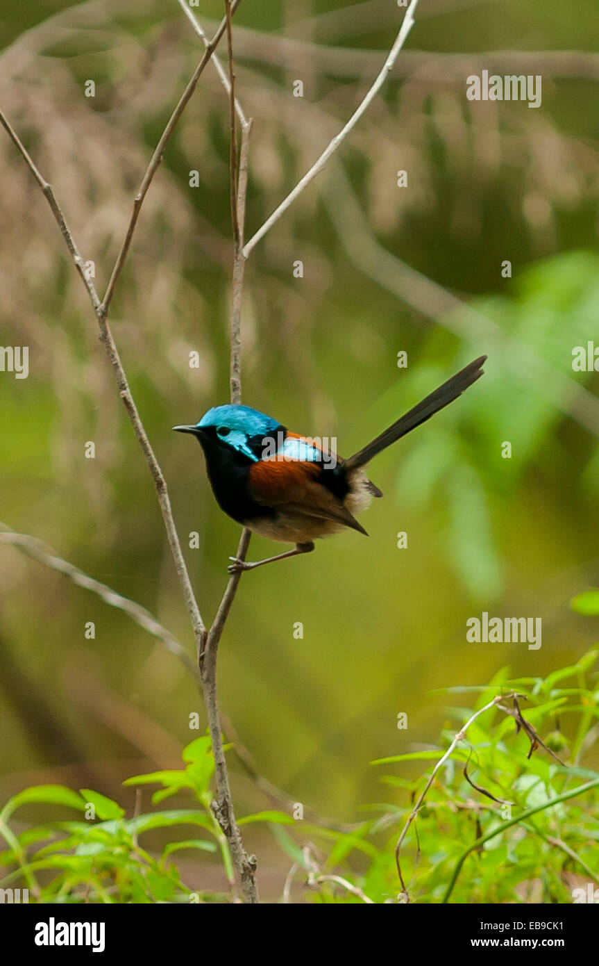 Male Redwinged Fairy Wren, Malurus elegans in Gloucester NP, WA