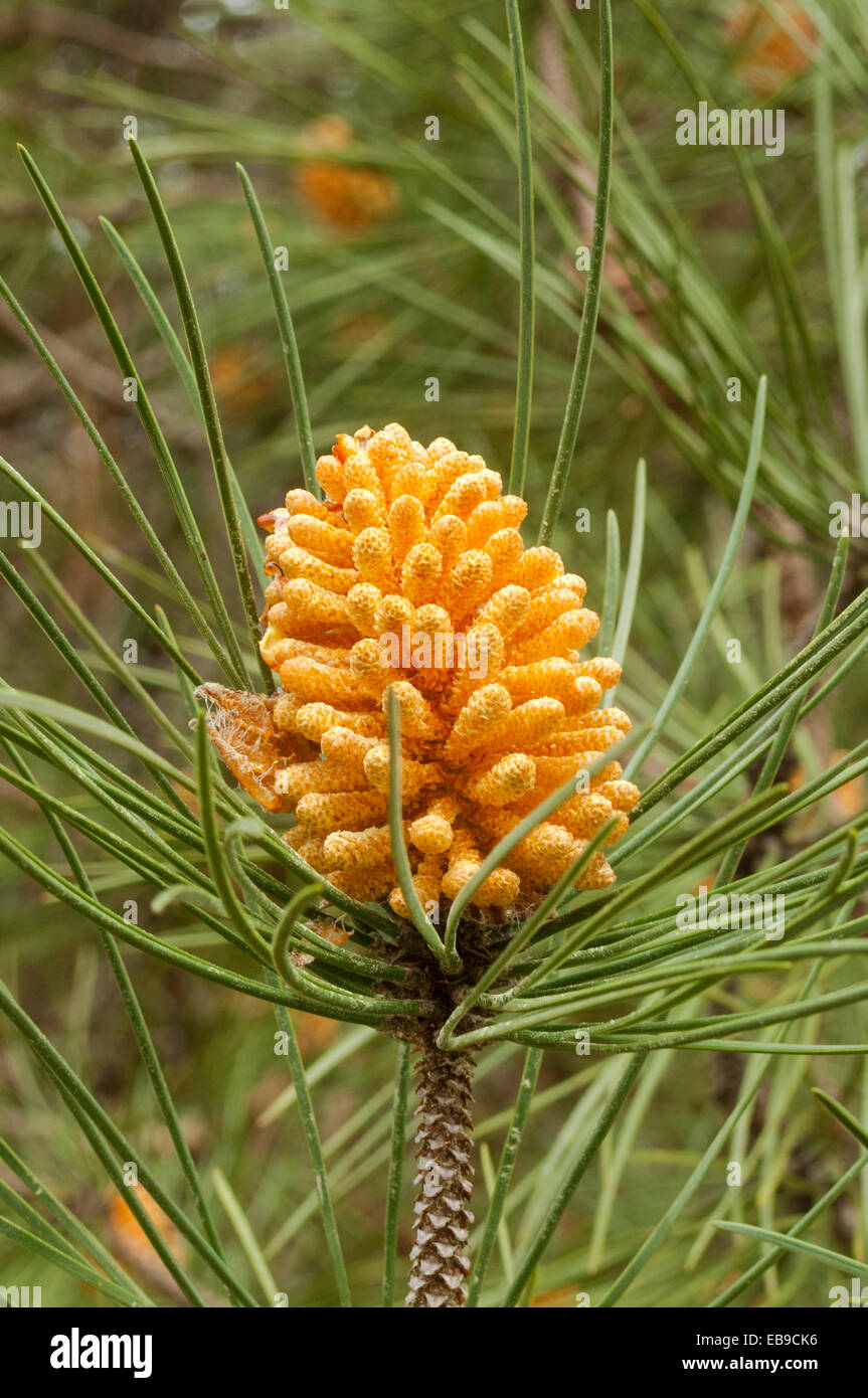 Pinus pinea, Stone Pine Flower in Shannon NP, WA, Australia Stock Photo
