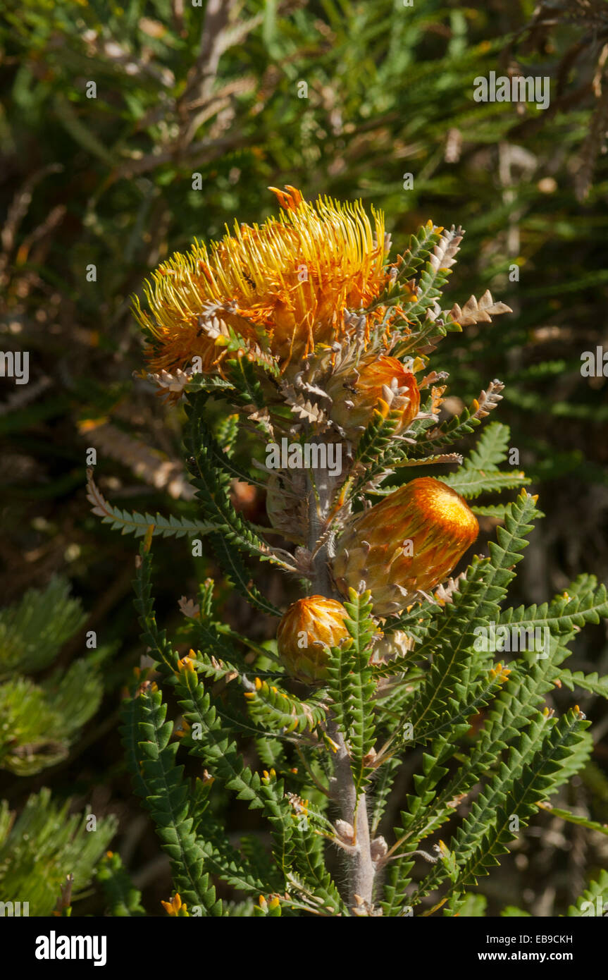 Dryandra lindleyana, Couch Honeypot in Torndirrup NP, WA, Australia Stock Photo