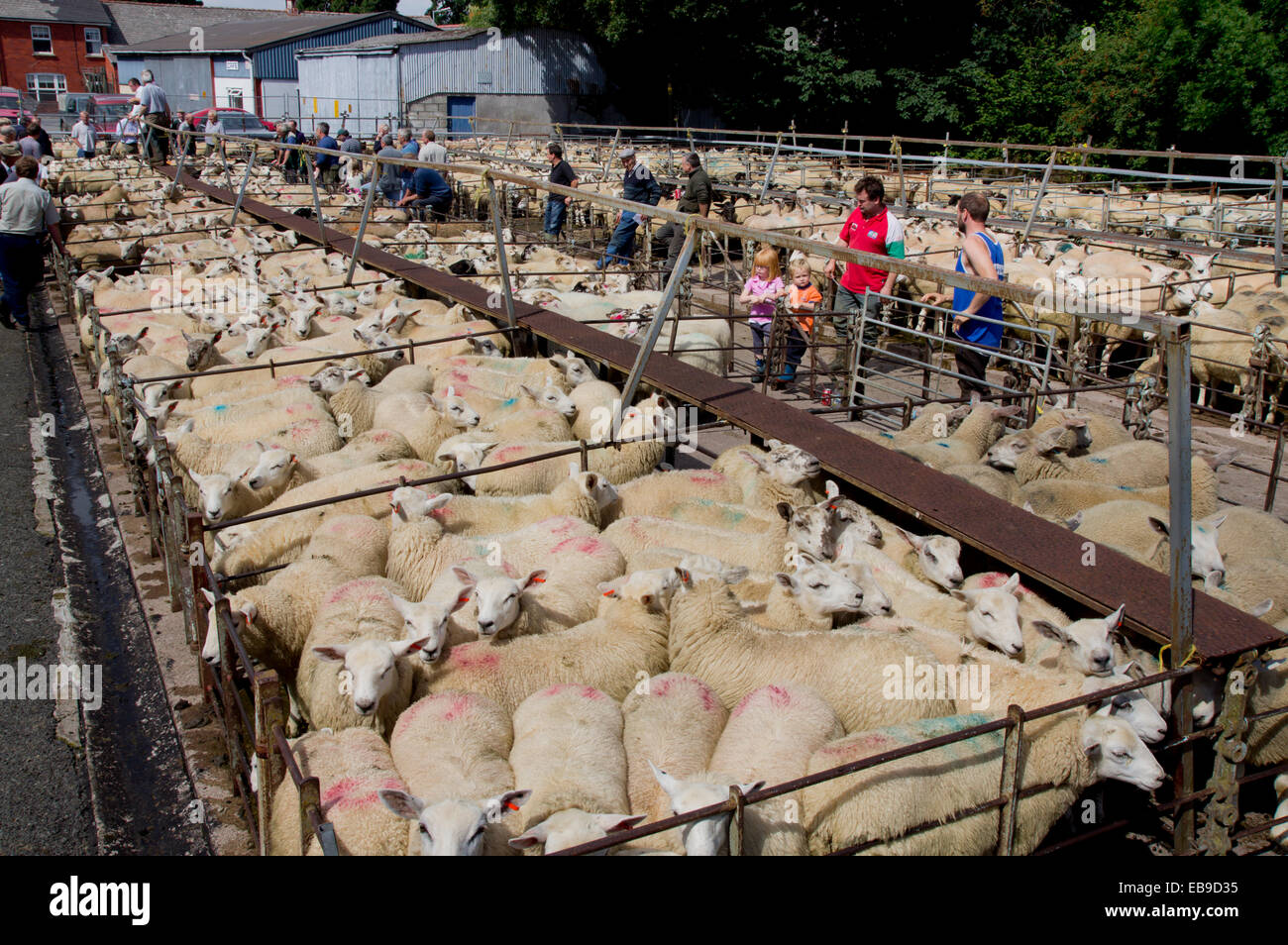 UK, Wales, Powys, Builth Wells, sheep at market Stock Photo