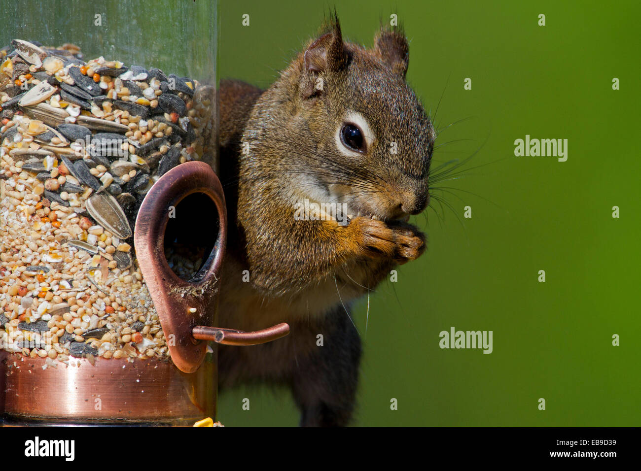American Red Squirrel (Tamiasciurus hudsonicus) closeup on garden bird