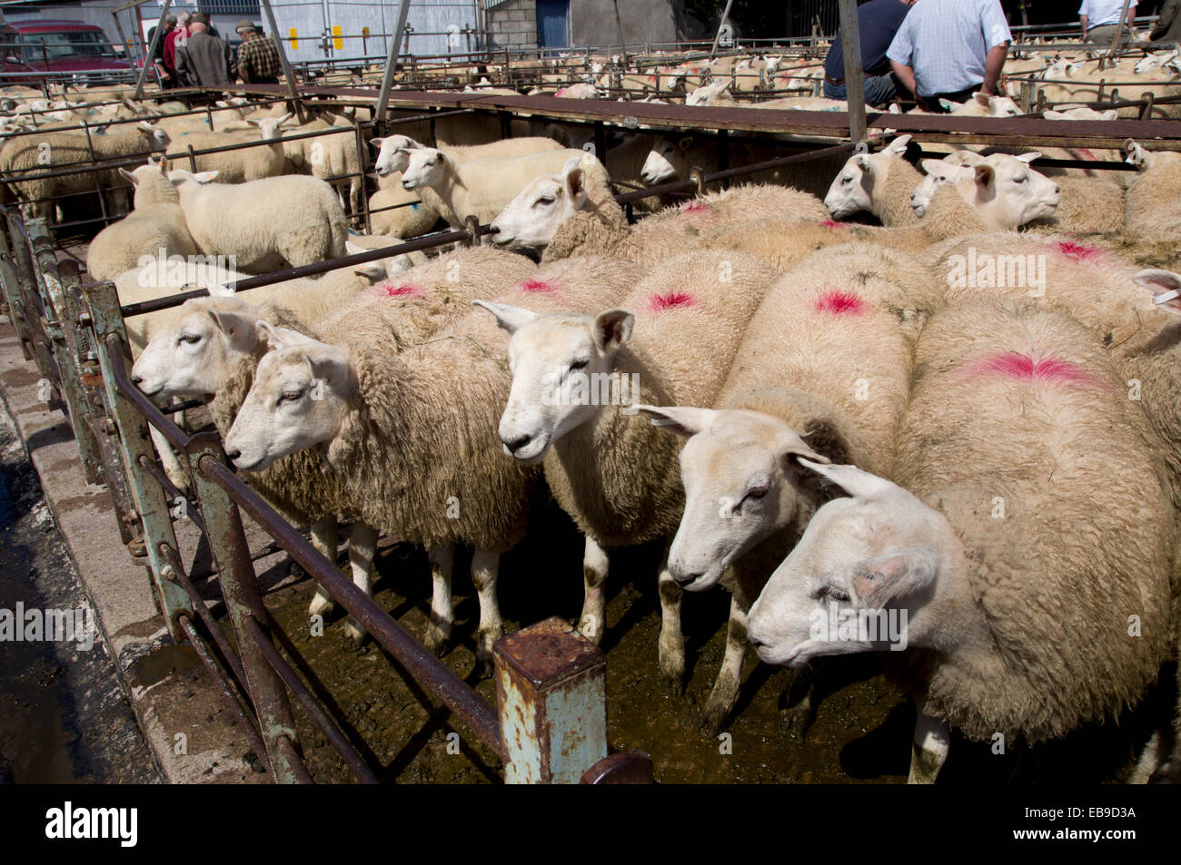UK, Wales, Powys, Builth Wells, sheep at market Stock Photo