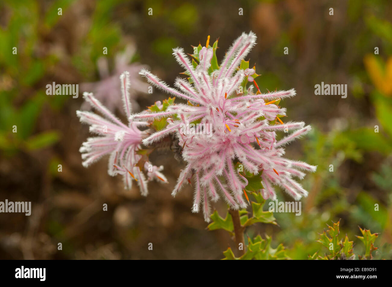 Isopogon baxteri, Stirling Range Coneflower in Stirling Range NP, WA, Australia Stock Photo