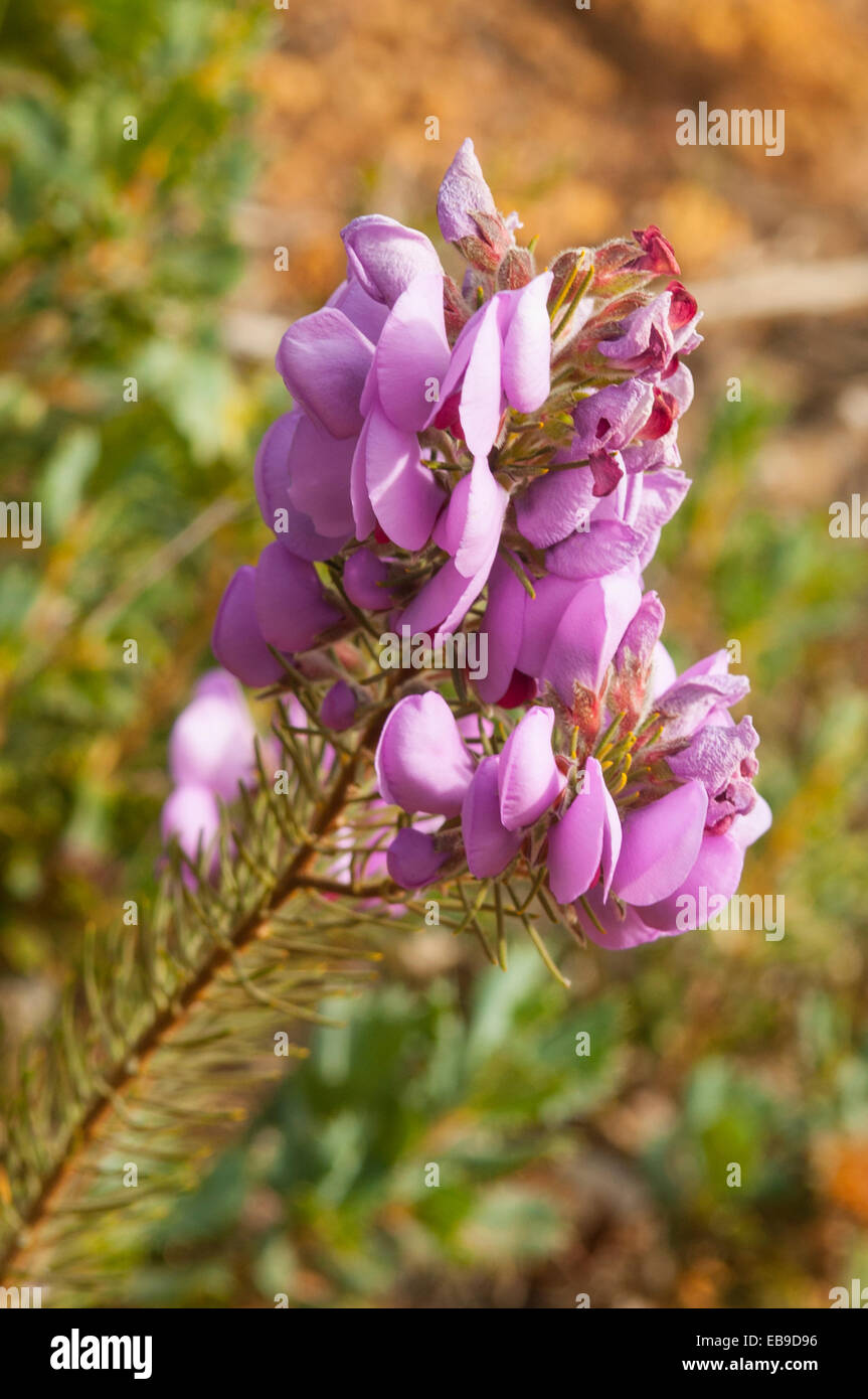 Gompholobium confertium, Purple Pea  in Stirling Range NP, WA, Australia Stock Photo