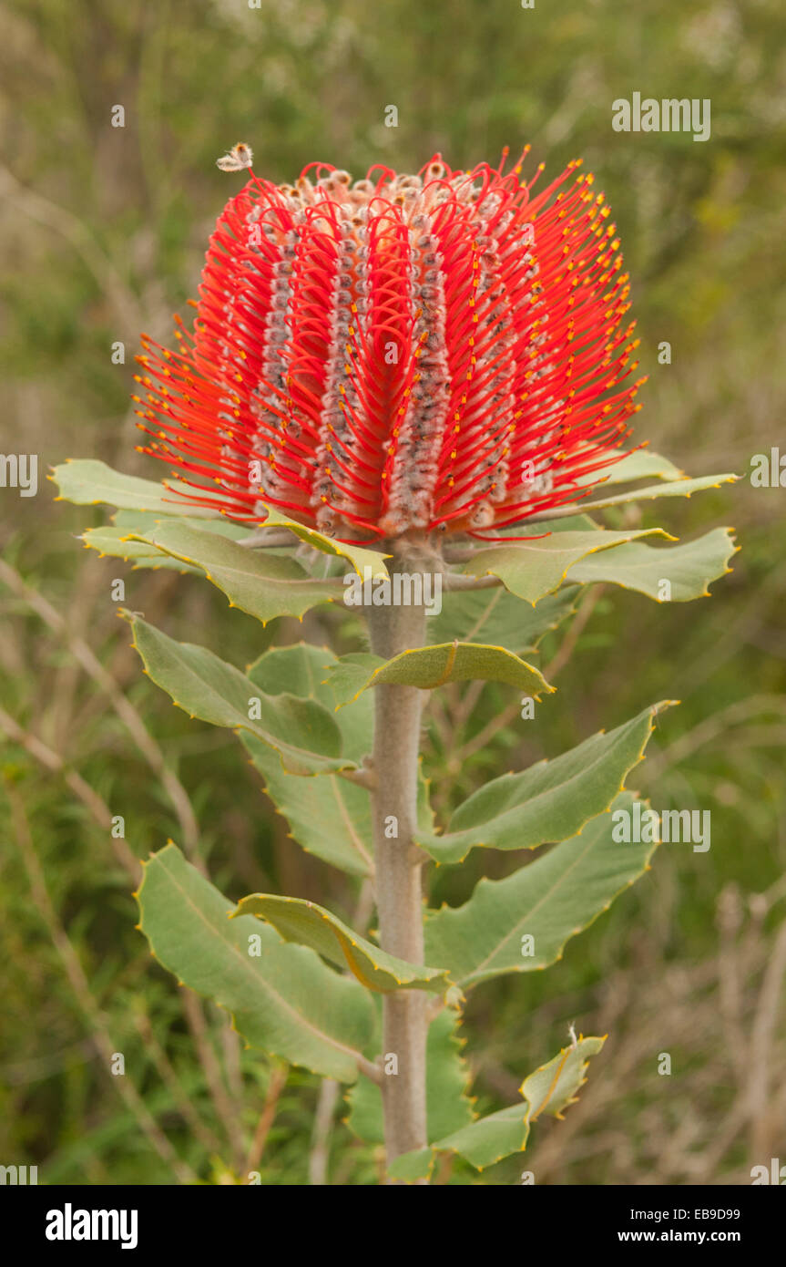 Banksia coccinea, Scarlet Banksia in Stirling Range NP, WA, Australia Stock Photo