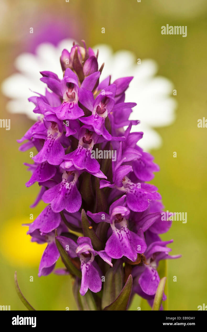 Lady Orchid in the wildflower meadow Stock Photo
