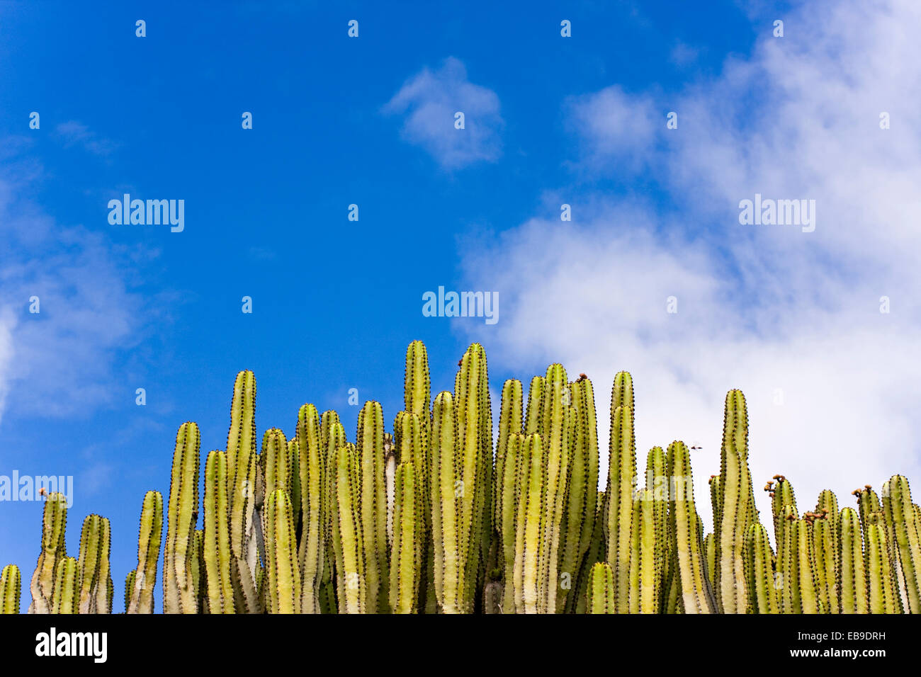 Cacti Against the Sky, Lanzarote Stock Photo
