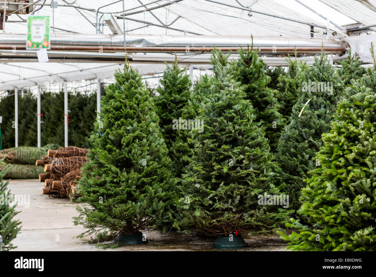 Beautiful fresh cut Christmas trees at Christmas tree farm Stock Photo Alamy
