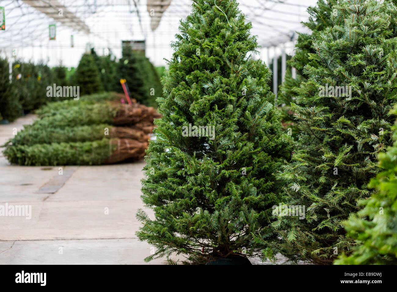 Beautiful fresh cut Christmas trees at Christmas tree farm Stock Photo