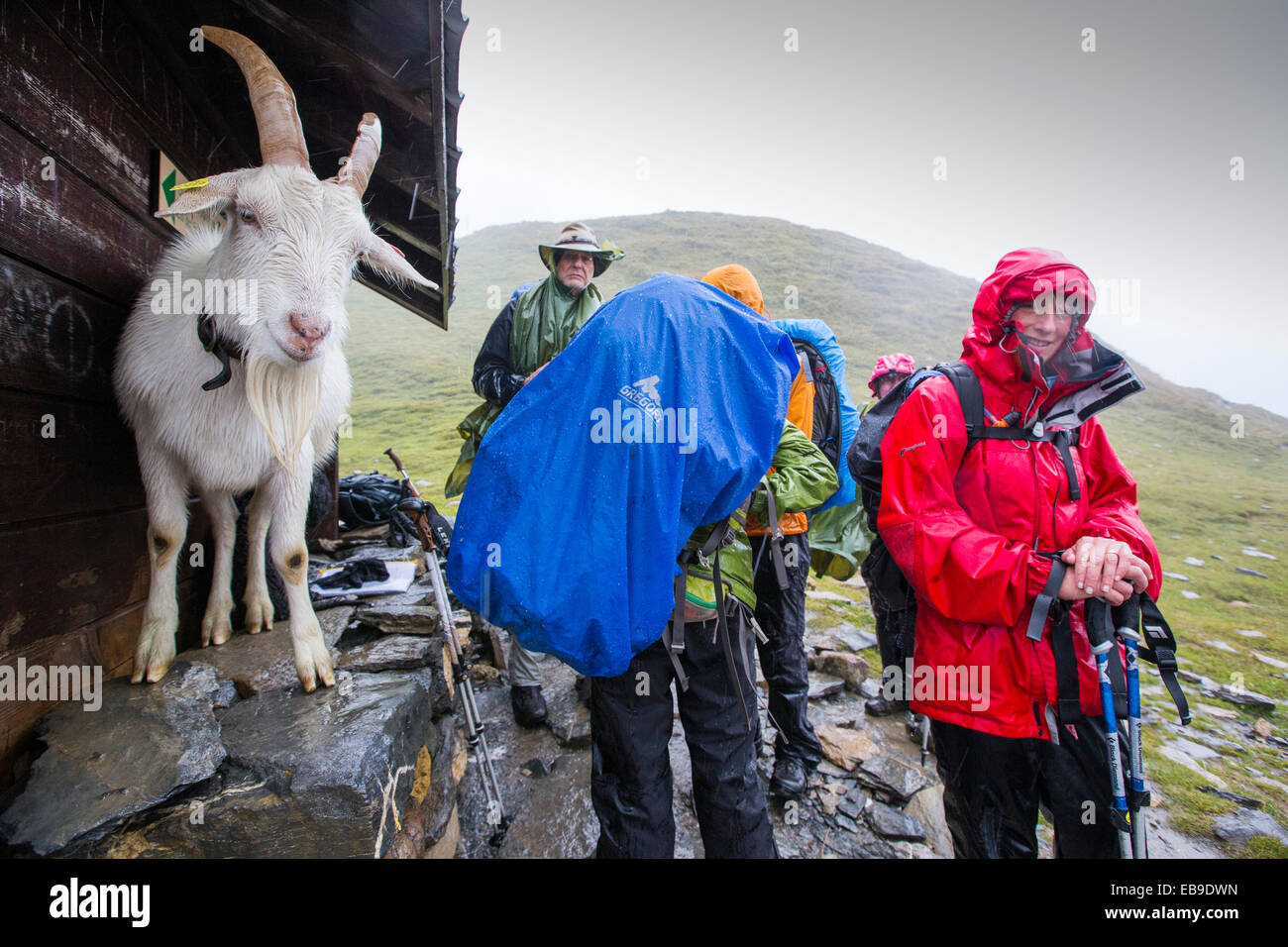 Walkers on the Tour Du Mont Blanc share shelter from heavy rain with a goat on the Col Du Bonhomme near Les Contamines, French Alps. Stock Photo