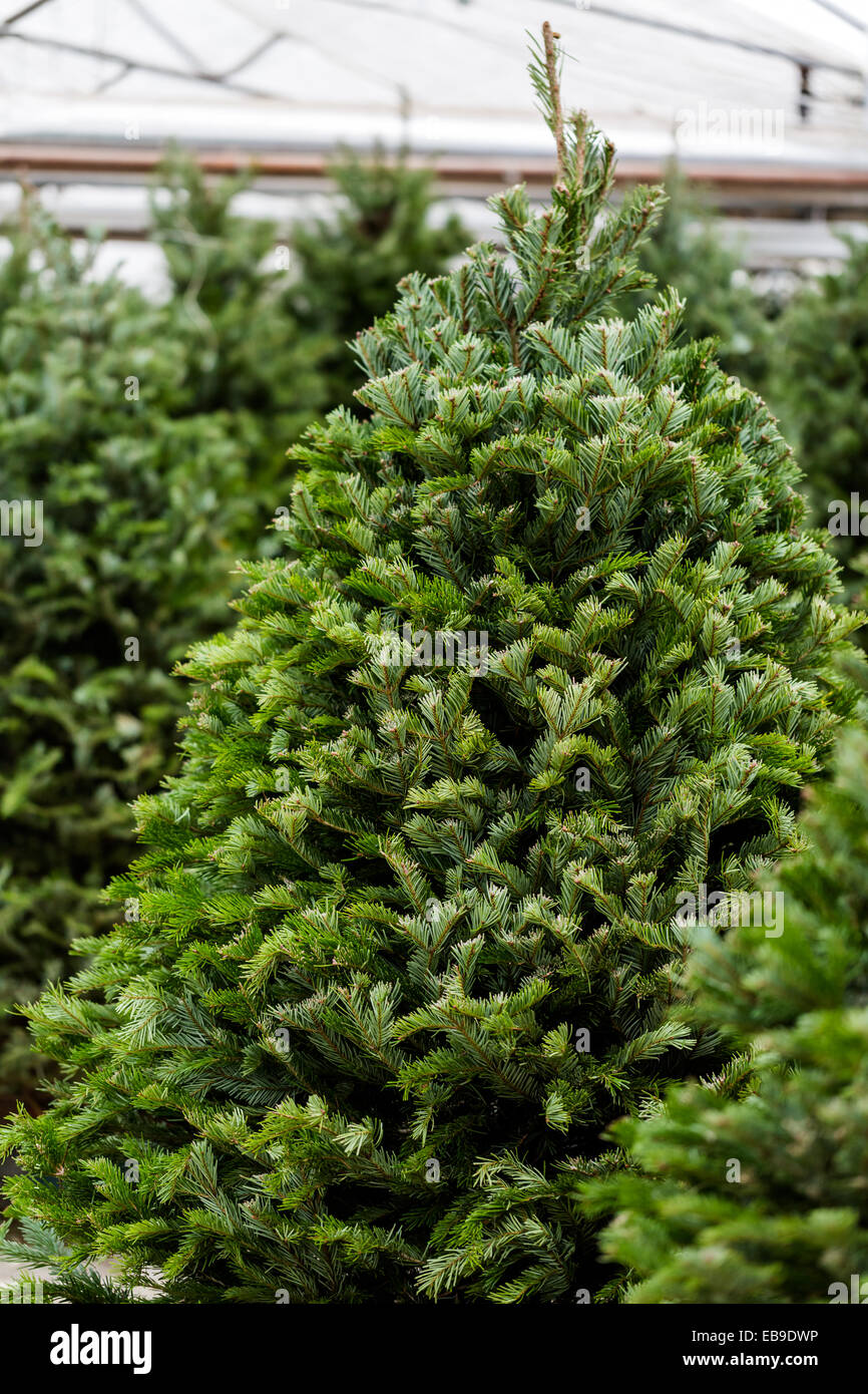 Beautiful fresh cut Christmas trees at Christmas tree farm Stock Photo Alamy