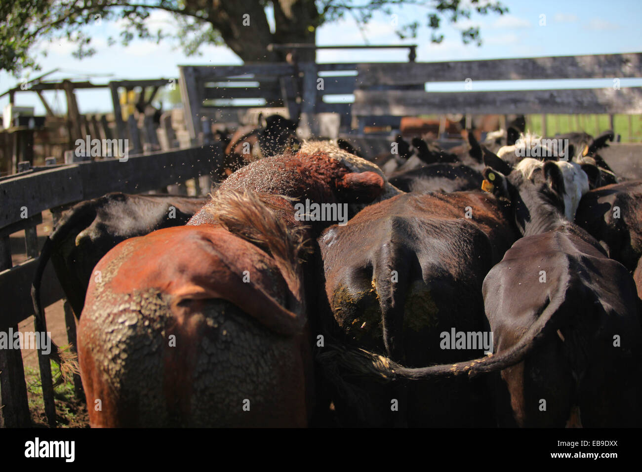 Group of jersey cows. Pampas, Argentina. Stock Photo