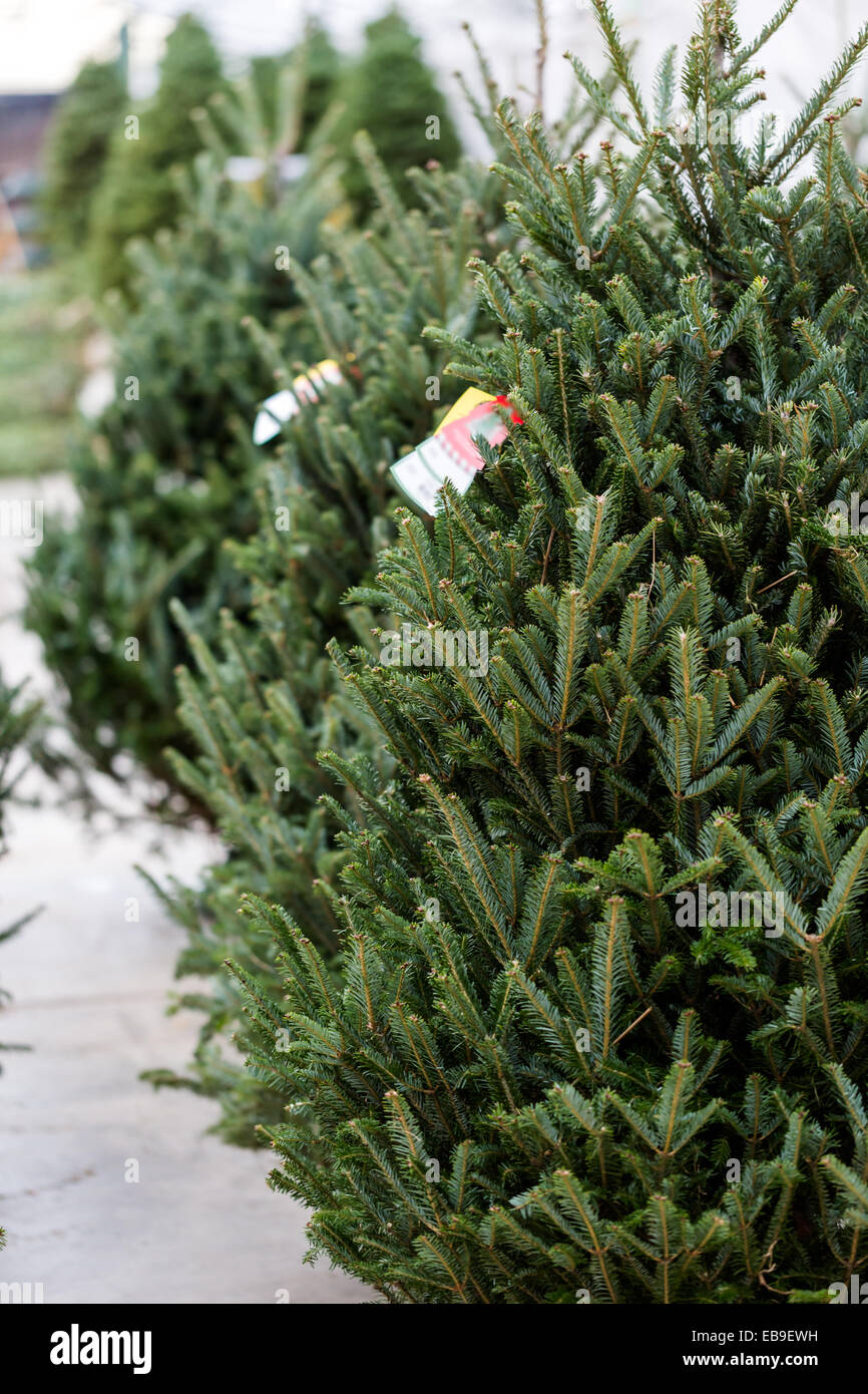 Beautiful fresh cut Christmas trees at Christmas tree farm Stock Photo