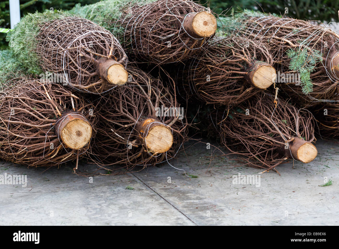 Beautiful fresh cut Christmas trees at Christmas tree farm Stock Photo ...