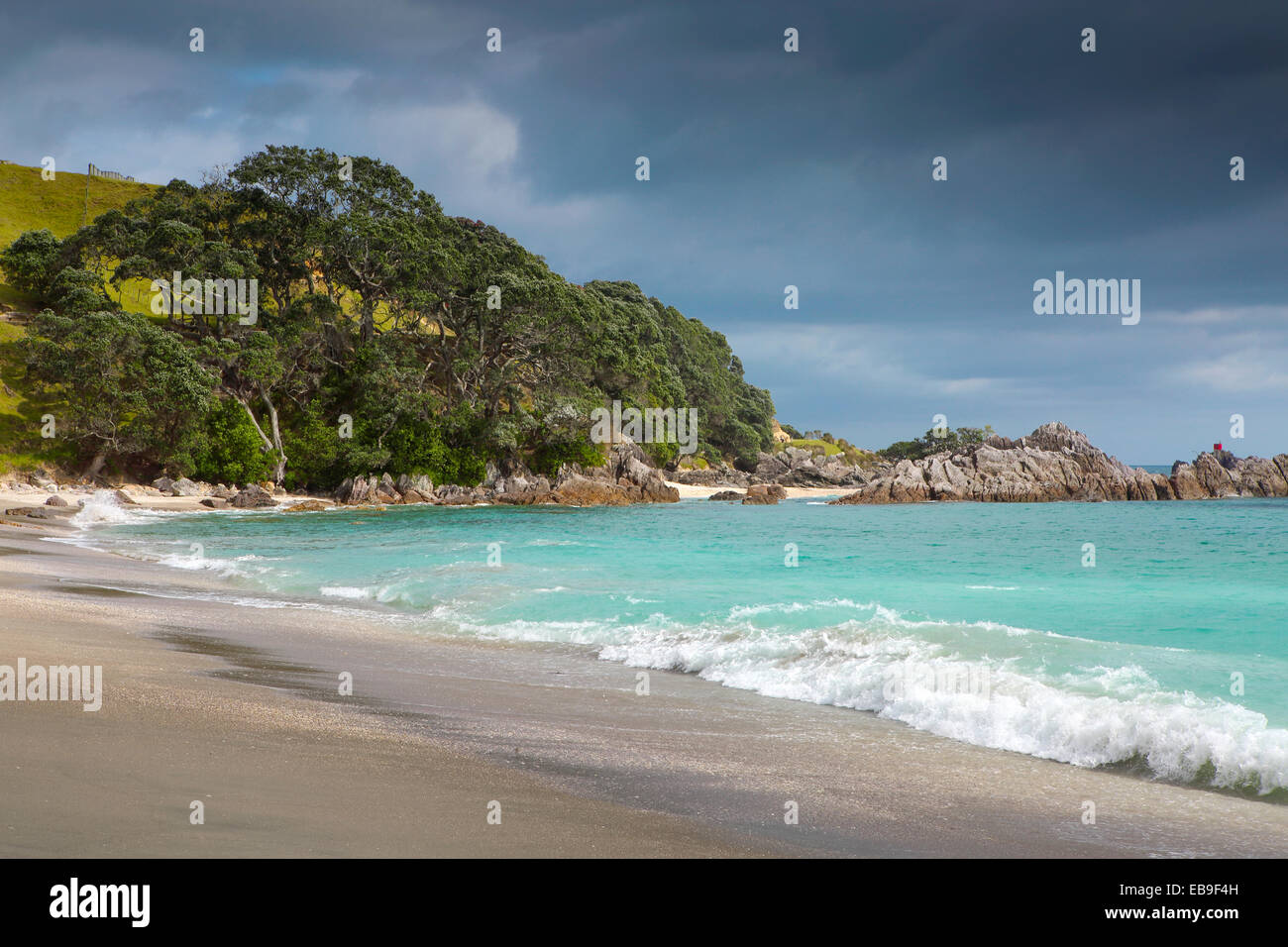 Pohutukawa trees fringe sandy idyllic beach at Mount Maunganui, New Zealand Stock Photo