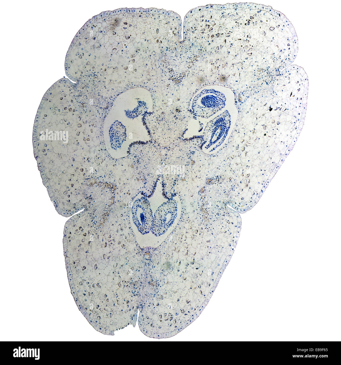 Light photomicrograph of Lily ovary cross section seen through