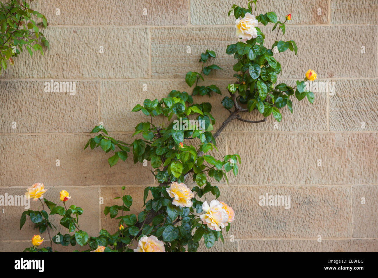 roses on sandstone Stock Photo