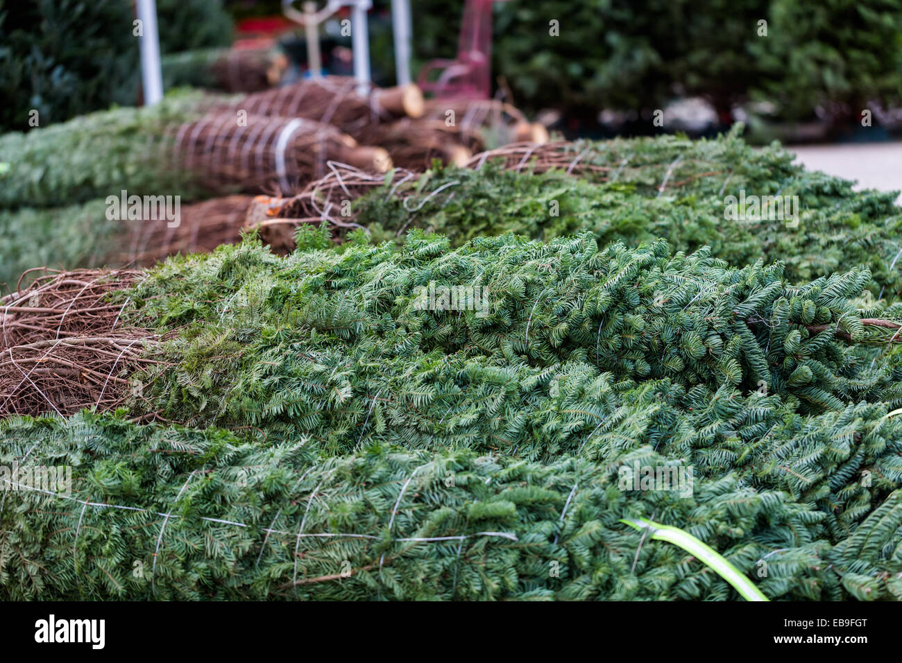 Beautiful fresh cut Christmas trees at Christmas tree farm Stock Photo ...