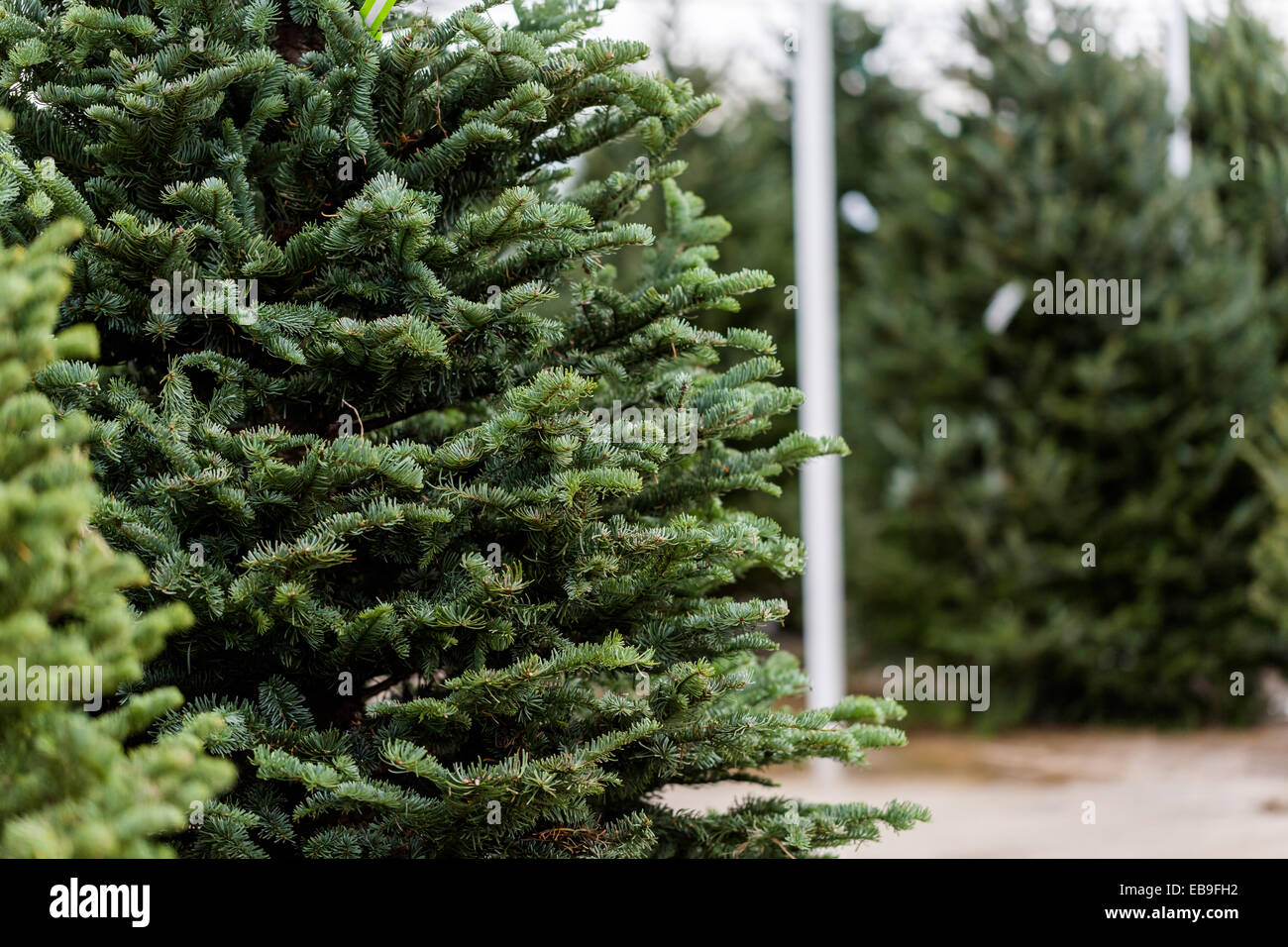 Beautiful fresh cut Christmas trees at Christmas tree farm Stock Photo ...