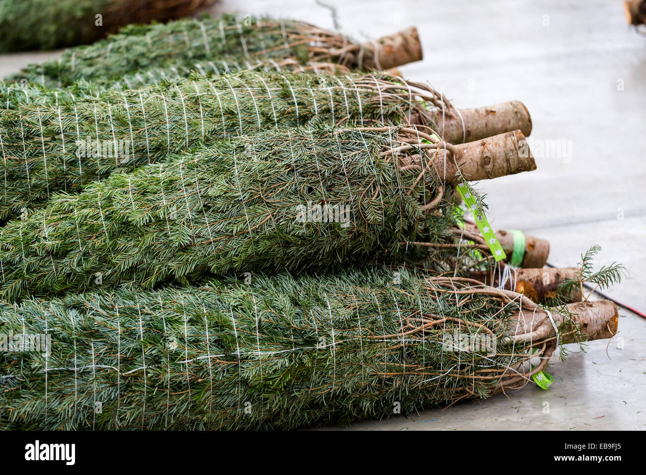 Beautiful fresh cut Christmas trees at Christmas tree farm Stock Photo ...