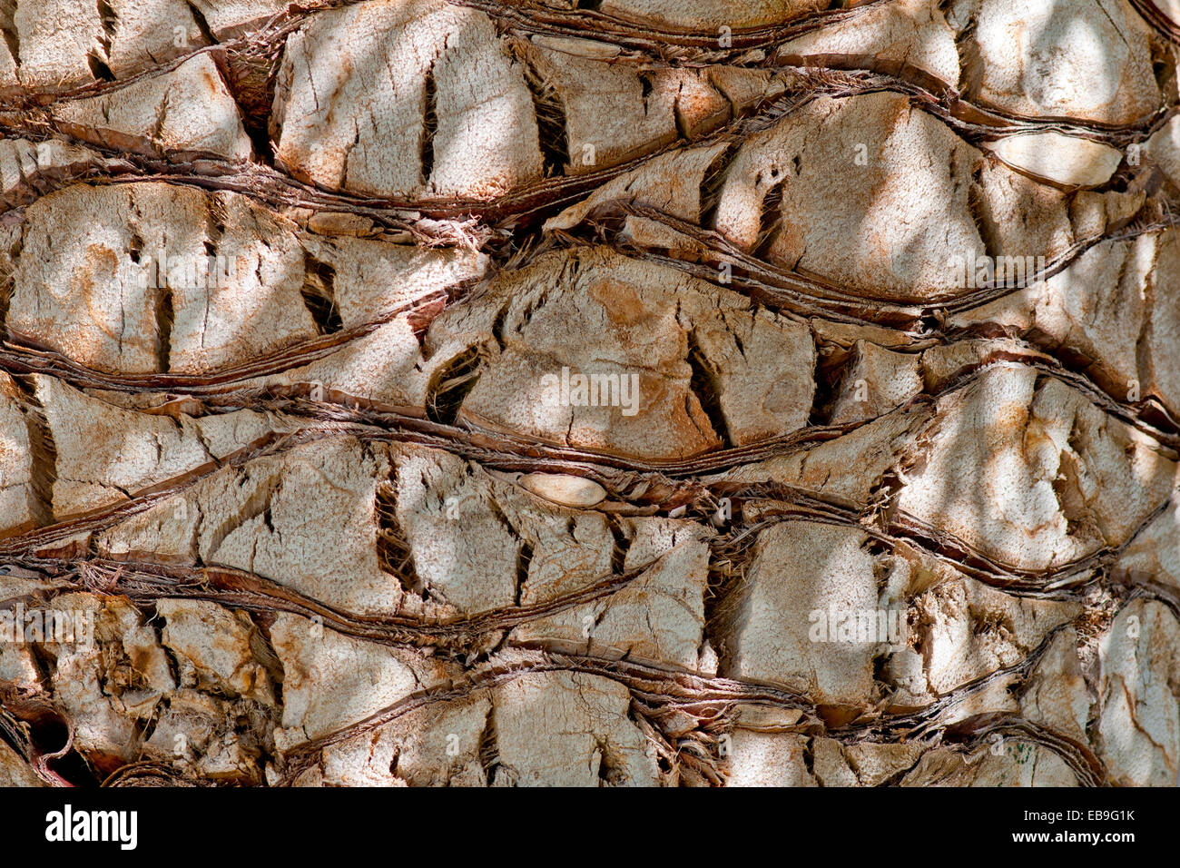 Detail of cut leaf bases on the bark of a date palm tree.  Rough textured background Stock Photo