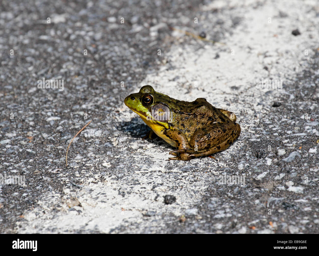 American bull frog sitting on the road.Lithobates catesbeianus Stock Photo