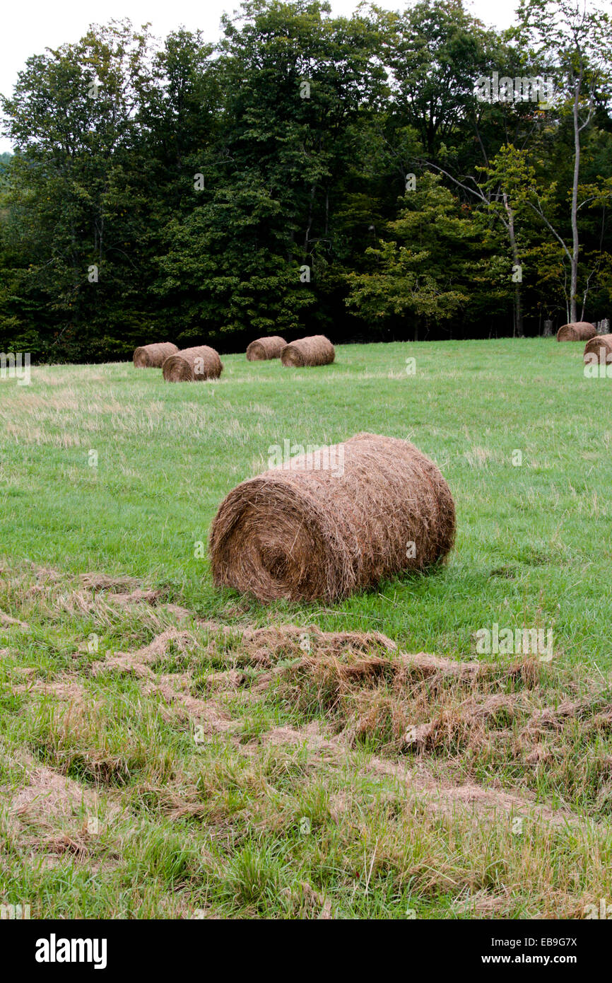 Hay rolls in a meadow Stock Photo - Alamy