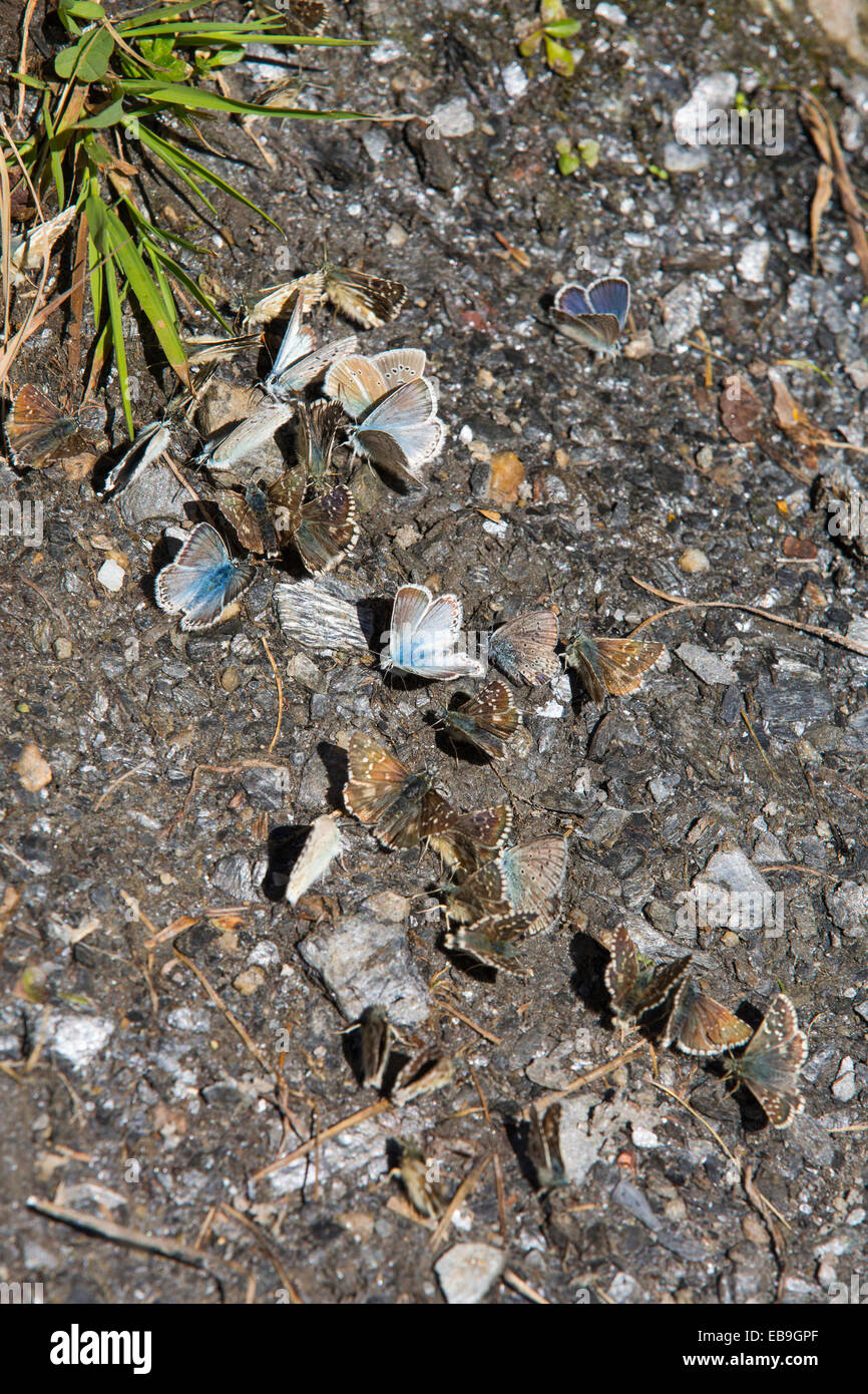 Blue butterflys feeding on minerals on a mountain path in the Italian Alps. Stock Photo