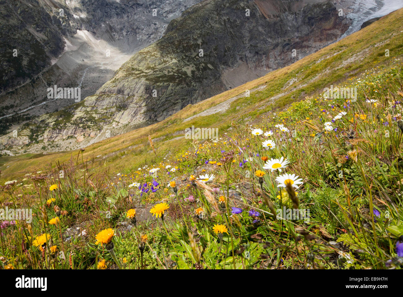 Alpine flowers infront of the rapidly receding Glacier de pre de Bar in the Mont Blanc range, Italy. Research has shown that as Stock Photo