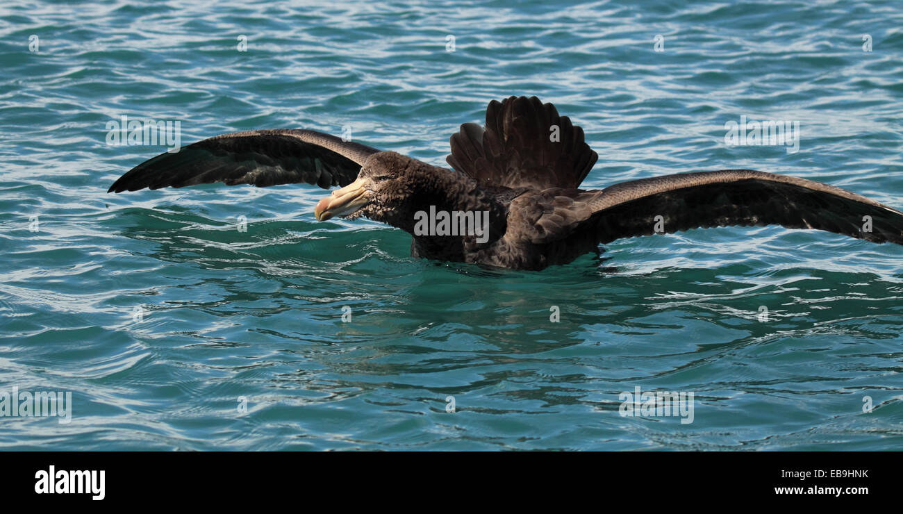 A Northern Giant Petrel giving a pugnacious threat display. Stock Photo