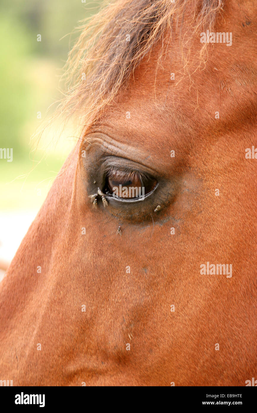 Horse's eye with flies Stock Photo Alamy