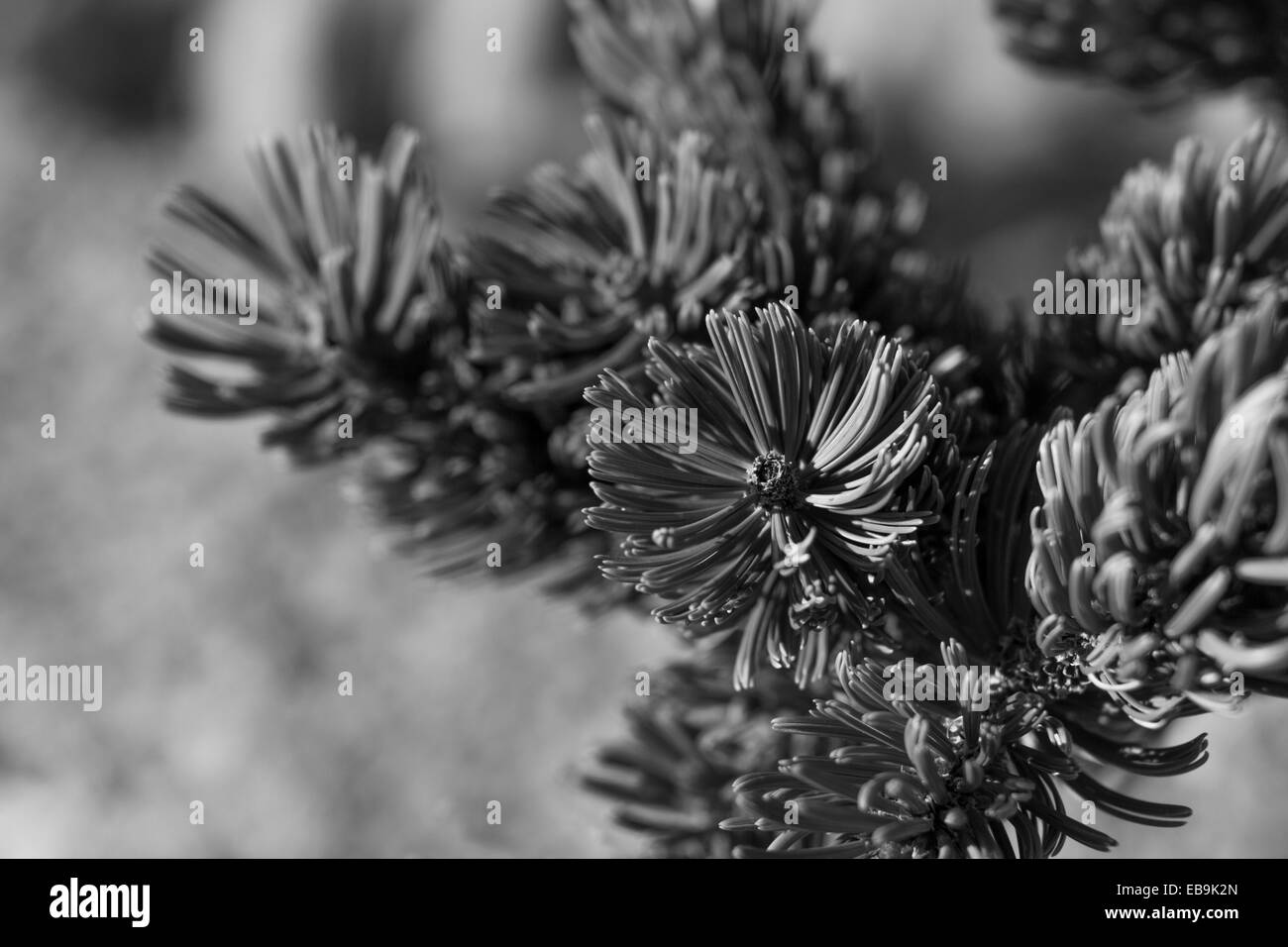 Bristol Cone Pine Hi Res Stock Photography And Images Alamy