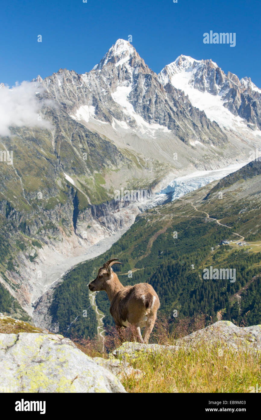 Ibex, Capra ibex on the Aiguille rouge above Chamonix, France, in front of the rapidly retreating Argentiere glacier. Stock Photo