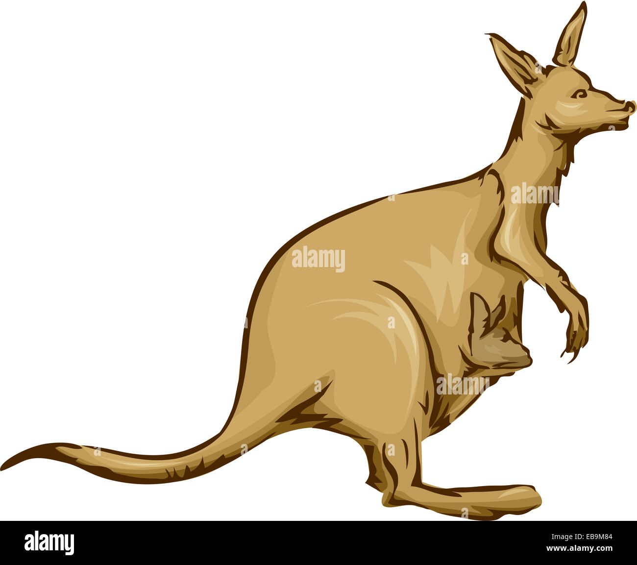 Illustration Featuring a Kangaroo Carrying its Baby on its Pouch Stock  Photo - Alamy