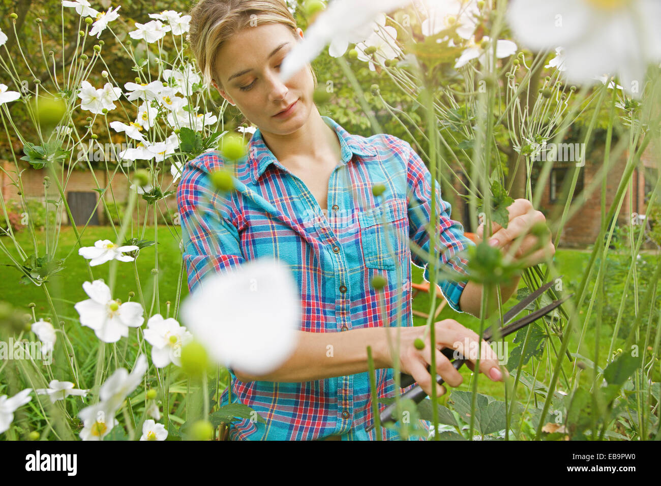Cutting flowers in garden hires stock photography and images Alamy