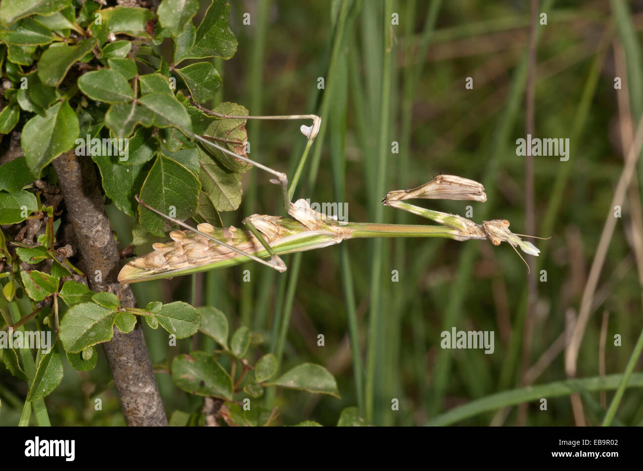 Conehead Mantis (Empusa pennata) in a waiting position, Lake Kerkini