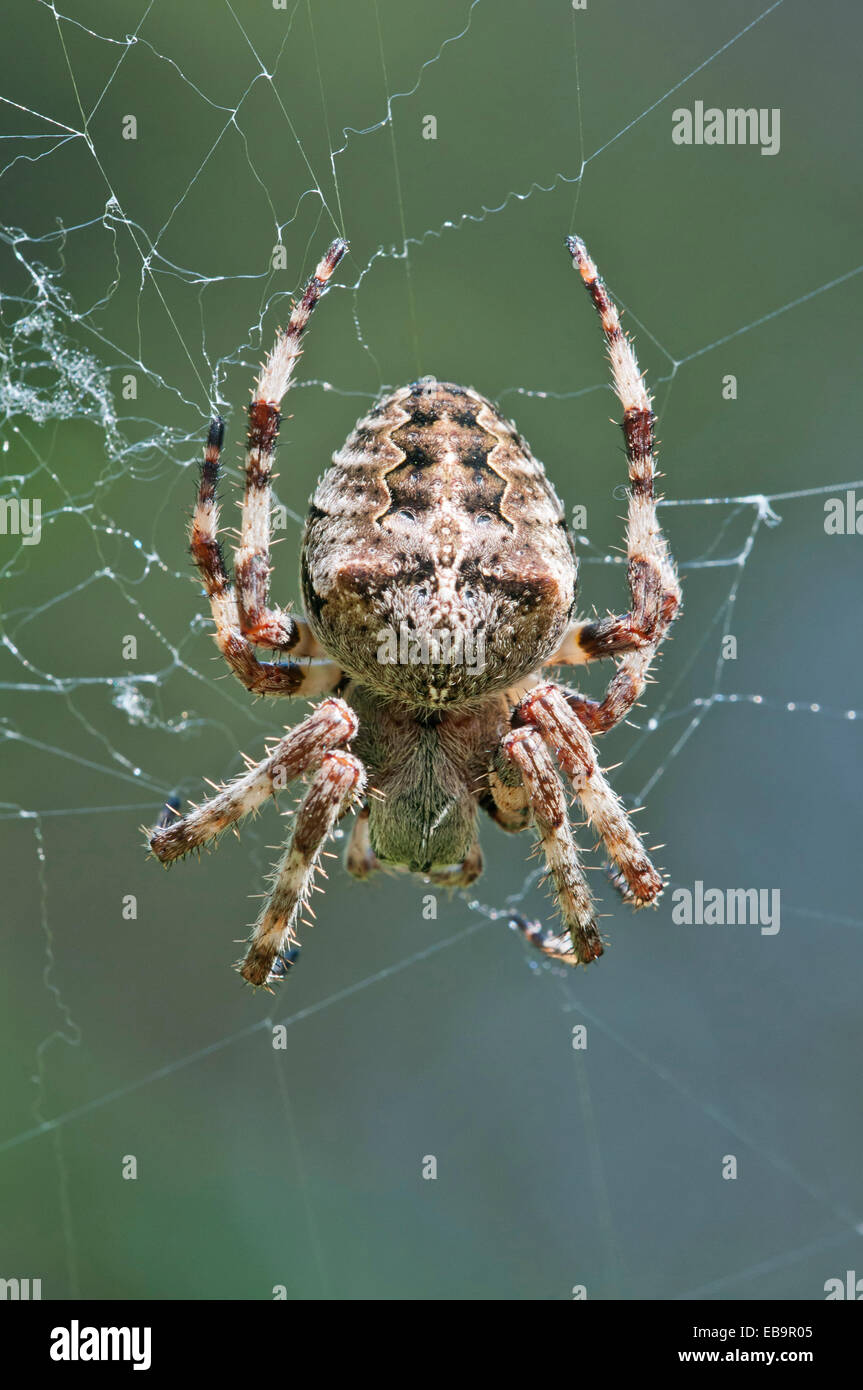 Spider Mount Stock Photos & Spider Mount Stock Images - Alamy | pink monkey in mount orb
Spider Mount Stock Photos & Spider Mount Stock Images - Alamy | pink monkey in mount orb