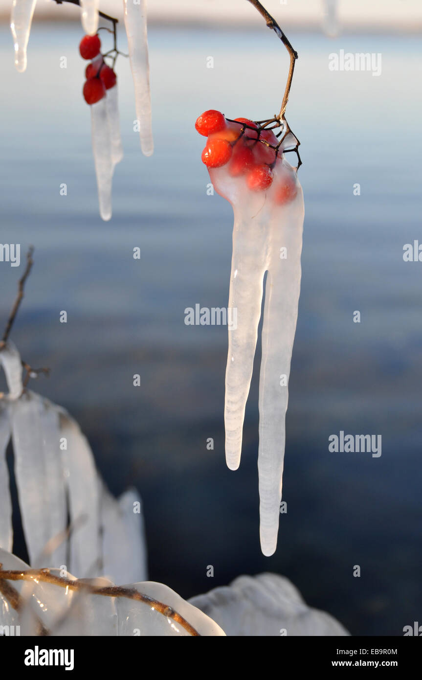 Icicles hang from berries on the shore of Lake Nagawicka, Delafield, Wisconsin, United States Stock Photo