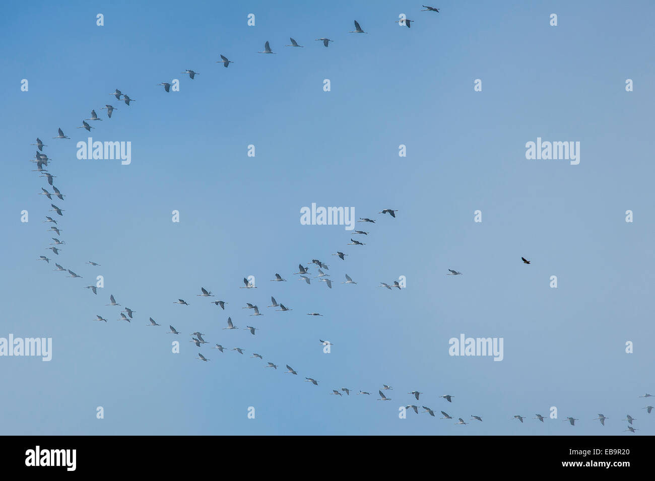 Common Cranes (Grus grus), formation flying, Mecklenburg-Western Pomerania, Germany Stock Photo