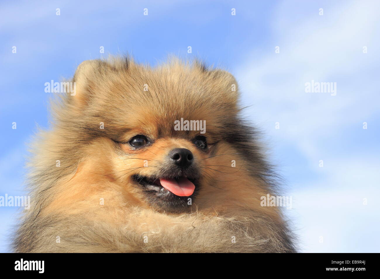 Pomeranian, male dog, 8 months, against blue sky Stock Photo