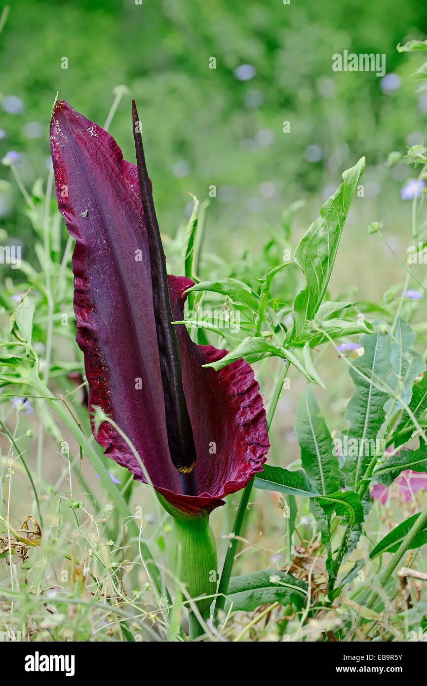 Dragon Arum (Dracunculus vulgaris) flower, Central Macedonia, Greece