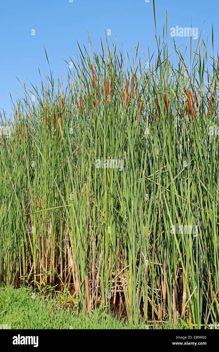 Southern Cattail (Typha domingensis), Central Macedonia, Greece Stock Photo