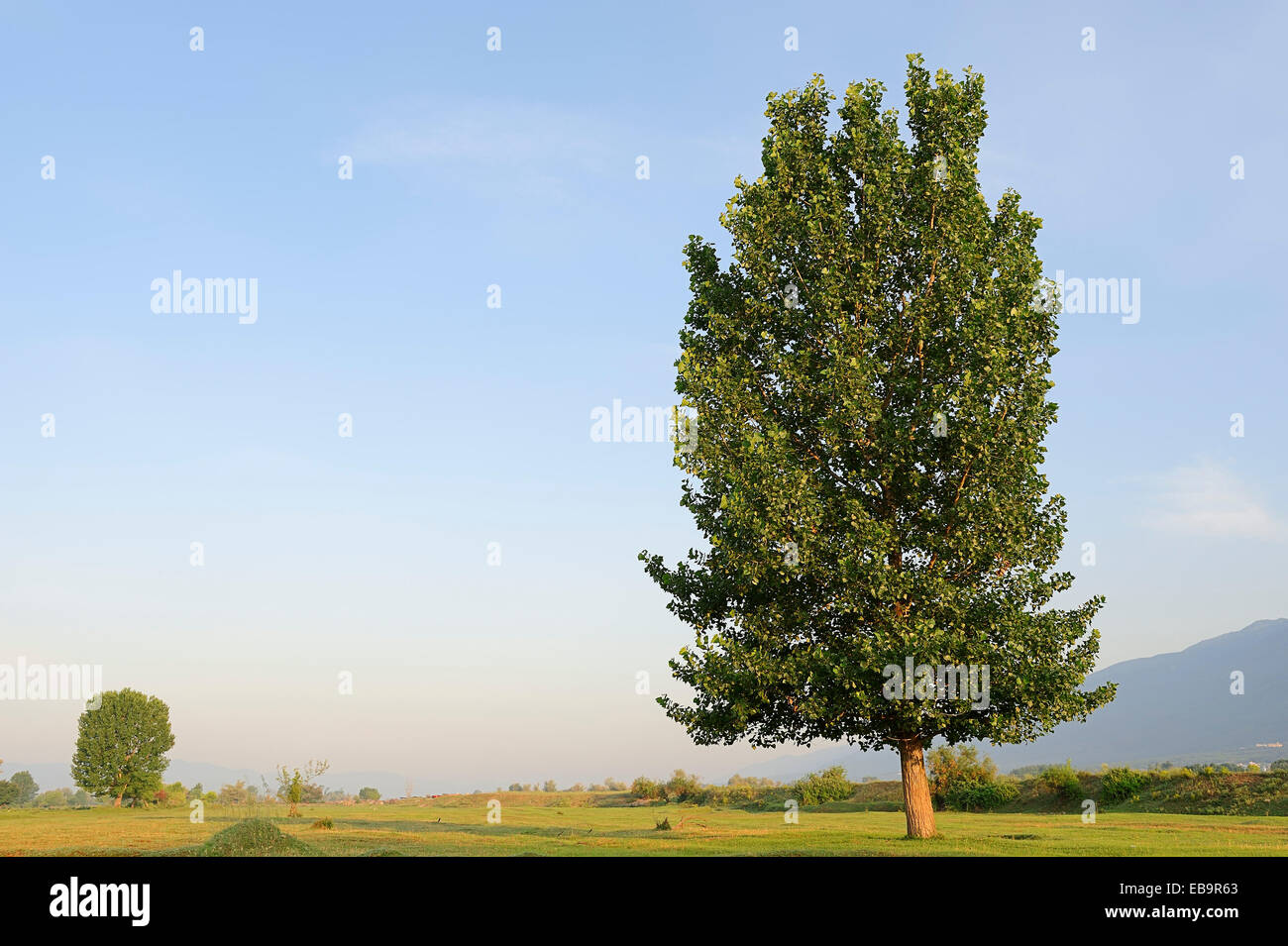Black Poplar (Populus nigra), Central Macedonia, Greece Stock Photo