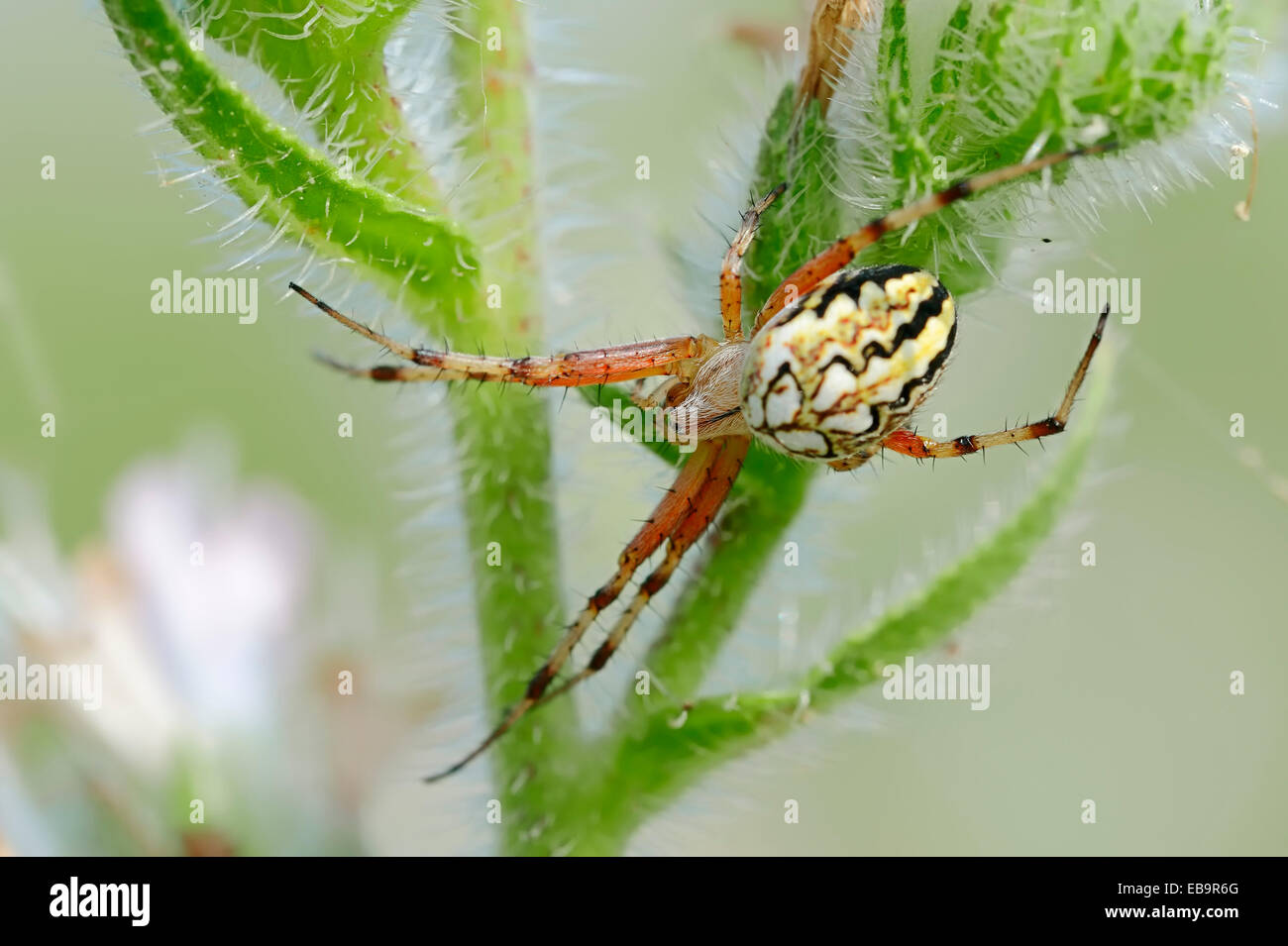 Neoscona adianta spider, Central Macedonia, Greece Stock Photo