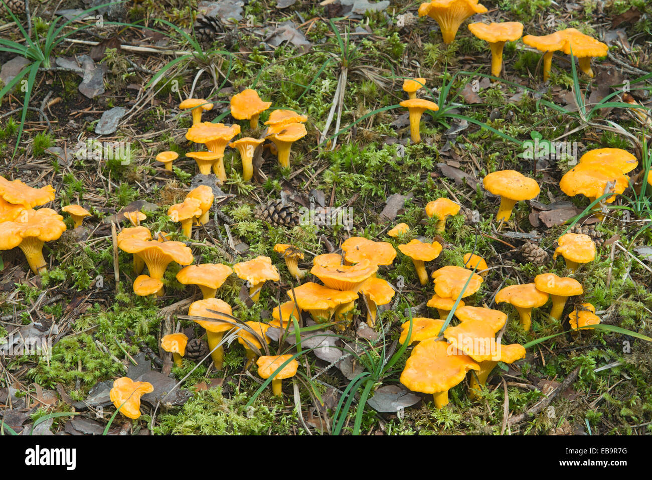 Golden Chanterelles or Chanterelles (Cantharellus cibarius), Gurgltal