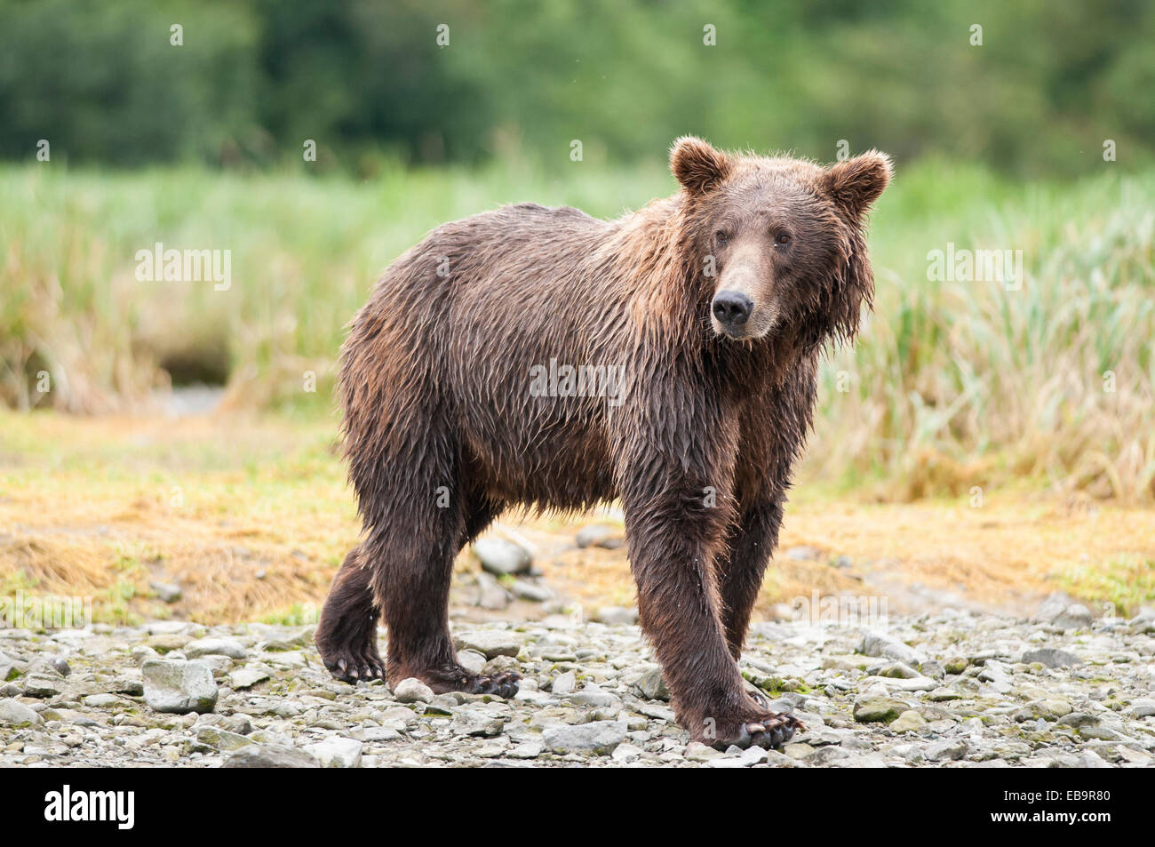 Braunbär Bär Bear stehend Tierfigur Poly Animal Figur 24 cm,Neu !! 