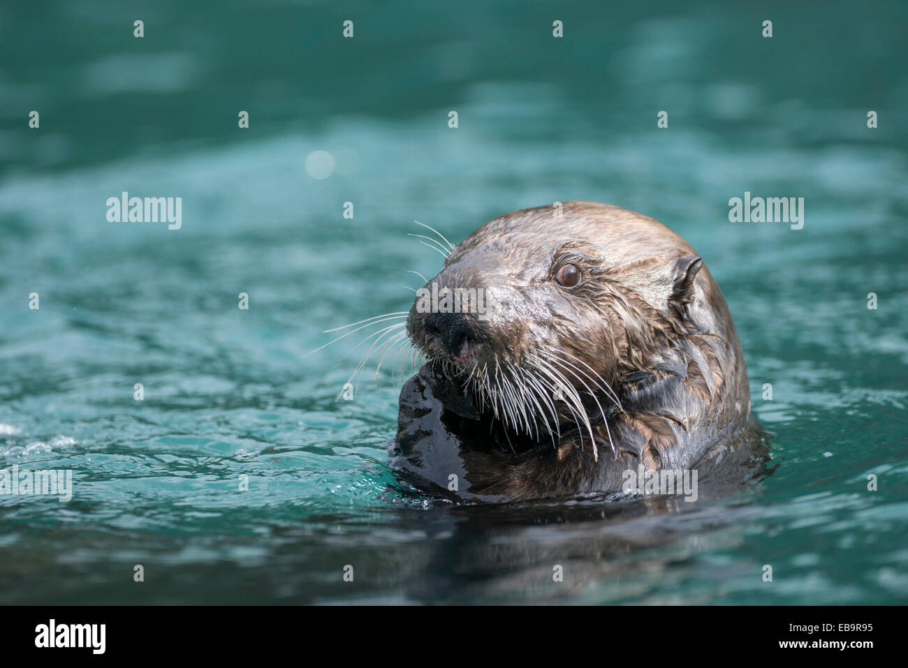 Sea Otter (Enhydra lutris), Kenai Peninsula, Alaska, United States Stock Photo