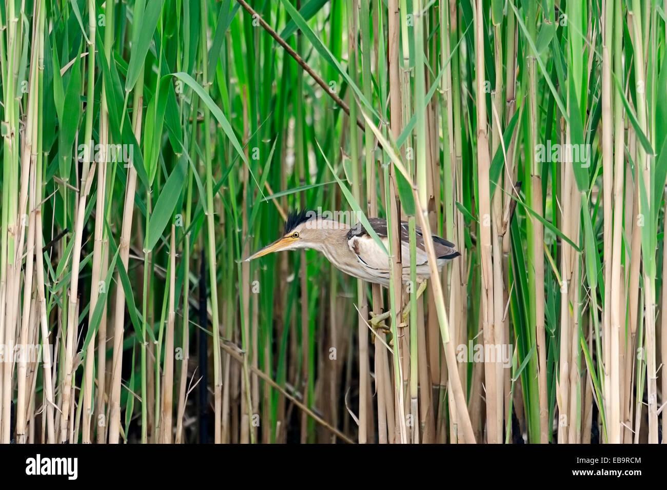Little Bittern (Ixobrychus minutus), male in reeds, Central Macedonia, Greece Stock Photo