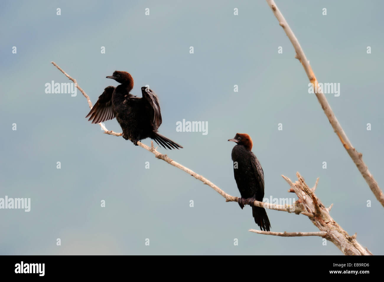 Pygmy Cormorants (Phalacrocorax pygmaeus) perched on branch, Central Macedonia, Greece Stock Photo