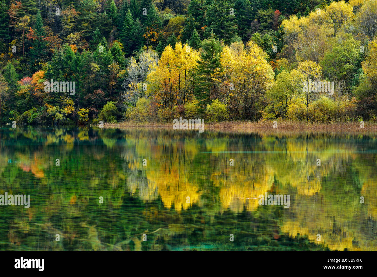 Five Flower Lake in autumnal environment, Jiuzhaigou National Park, UNESCO World Heritage Site, Sichuan Province, China Stock Photo